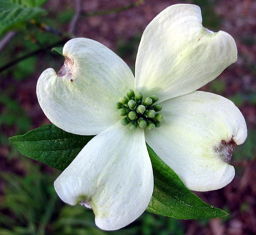 dogwood-blossom1