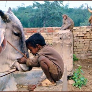 worshipping the animals