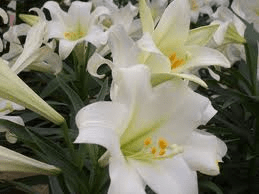 easter lily