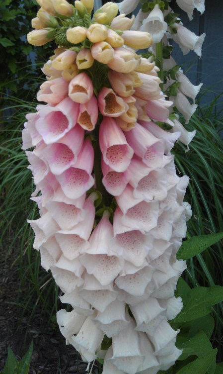 digitalis 2