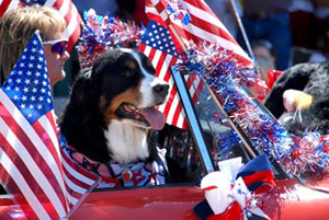 4th-of-JulyDog