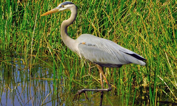 Great-blue-heron