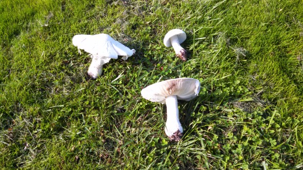 IMG_20141024_144527_921