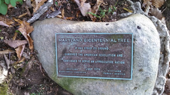 IMG_20141028_151549_827 (1)