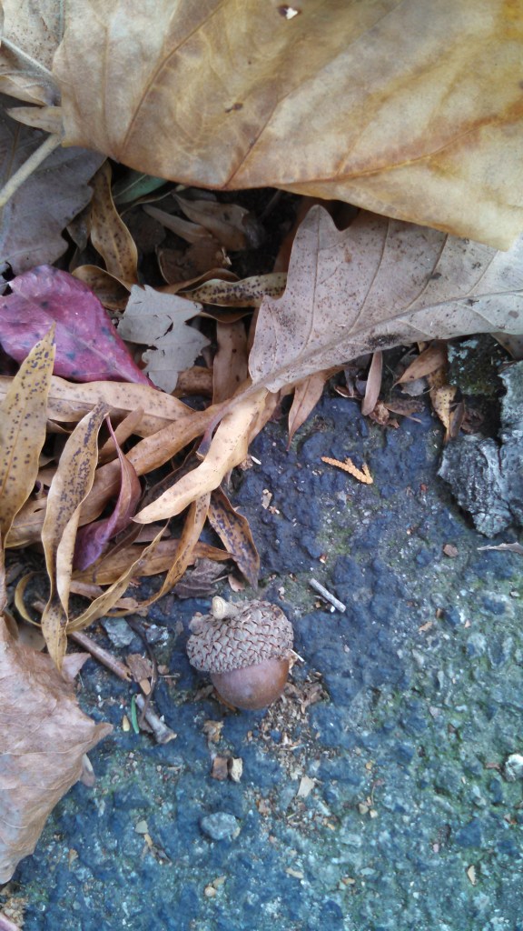 IMG_20141028_151707_887