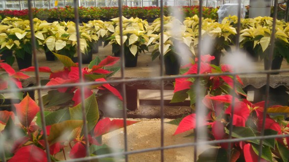 IMG_20141104_123753_046