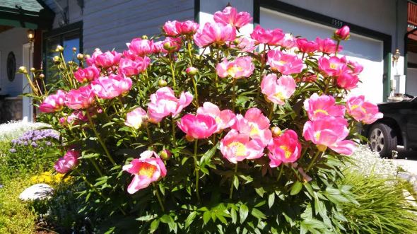 perennial 3 peony