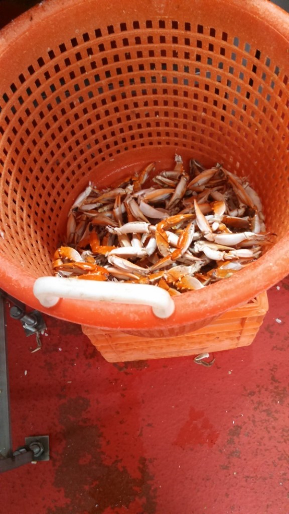 IMG_20150730_060332_994 RESIZED and sized