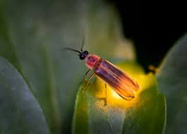 lightning bugs