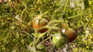 IMG_20150906_111914_124