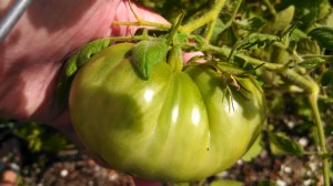 IMG_20150906_112036_832